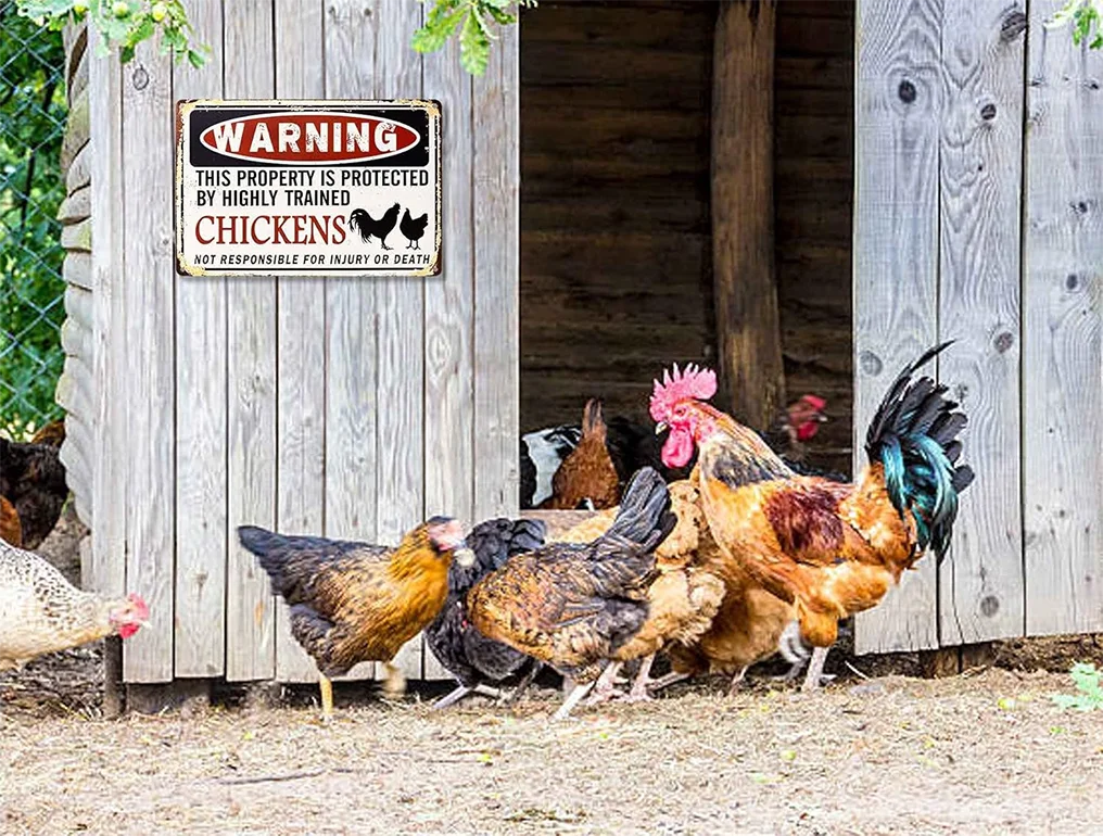 Fun 12\"x8\" Tin Signs Funny Chicken Coop Warning Sign UV Printed Outdoor Chicken House Decor Metal Gift for Chicken Lovers