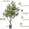 Albero di Ulivo Verde Naturale 2,3 metri con Vaso di Avviamento Nero