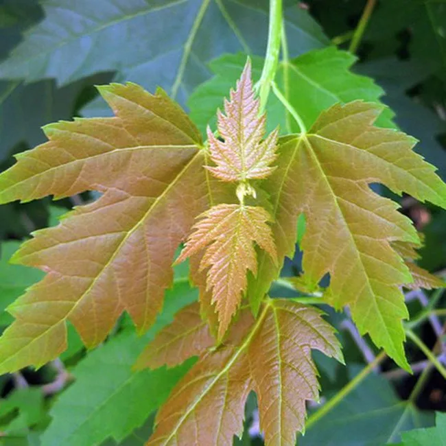 21 New Improved Chinese Tree Seed Acer Saccharum Seeds For Sale Buy Trees Seeds For Planting Herbal Seeds Product On Alibaba Com