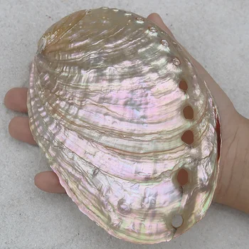 9-13cm Chinese Polishing White Abalone Shell Natural Shell&Conch Home Decoration Aquarium Landscaping For Burning Sage Shell