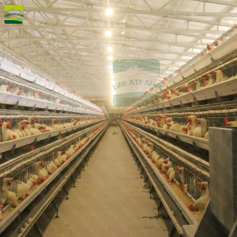 Galvanized Automatic Farming Equipment Type a Egg Laying Hens  Chicken Layer Battery Steel Cages