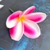 Rosa bianca