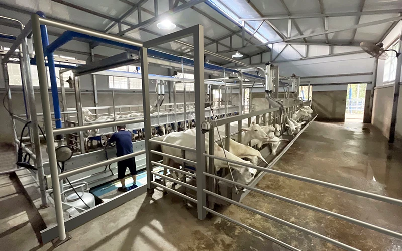 Parallel type automatic dairy equipment pipeline goat milking parlor system