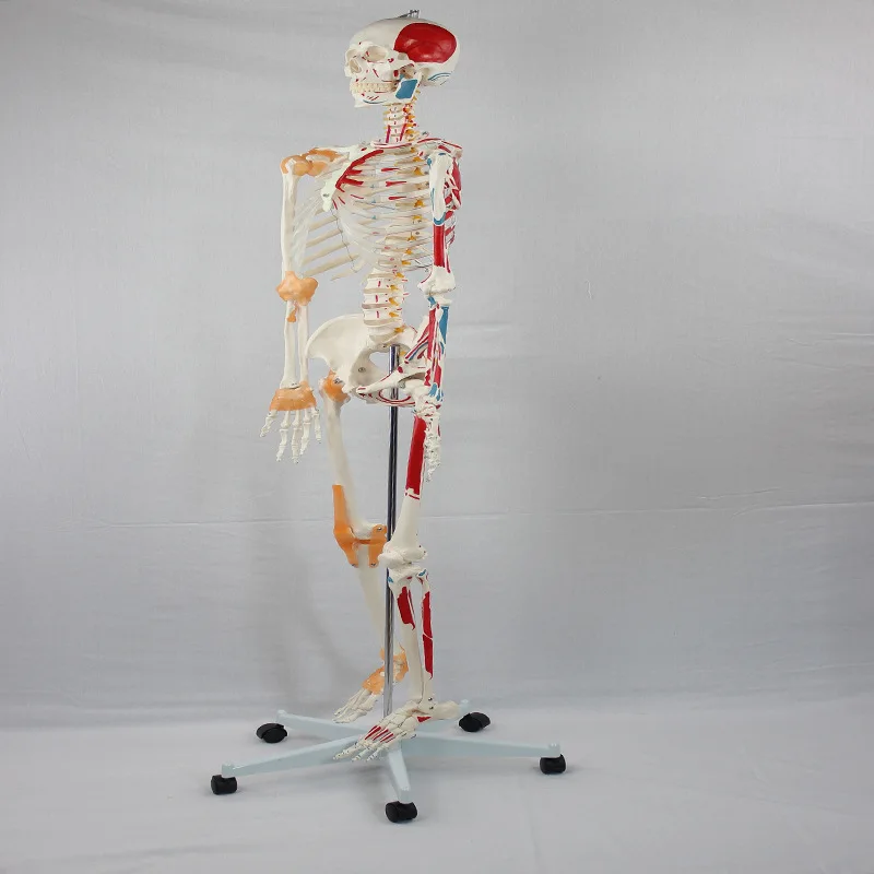 180cm 人体模型 教育用 科学教育用180cm等身大人体トレーニング解剖学PVC骨格模型解剖学模型