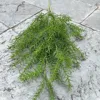 New high-branch pine needles-green