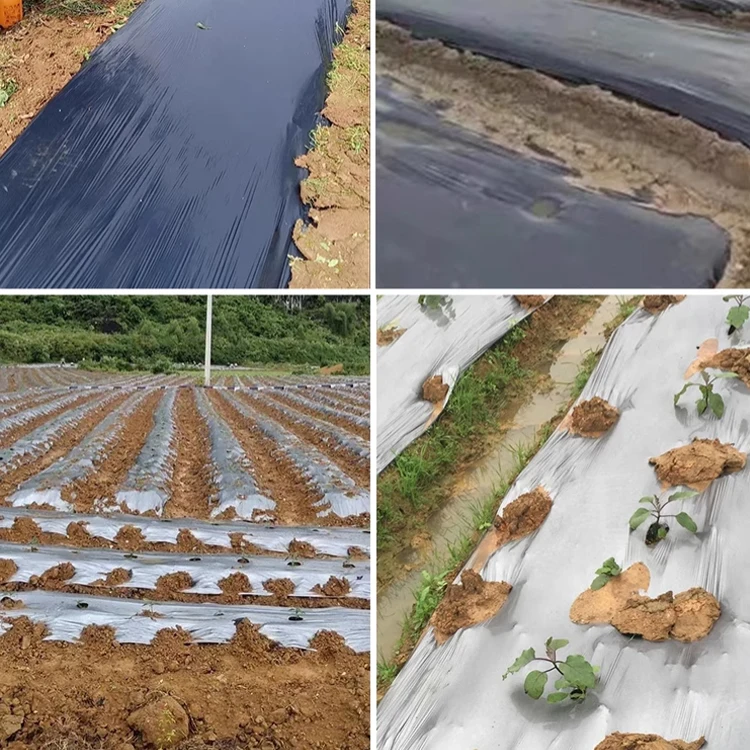 Weed Control Barrier UV Treated Biodegradable Plastic Mulch Layer Perforated Mulch Film Mulching Sheets