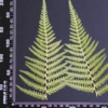 MH688 Grosse fougère du Yunnan 15-20cm vert 2pcs