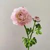 rosa#1