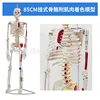 85cm Colored Hanging Intervertebral Disc Muscle
