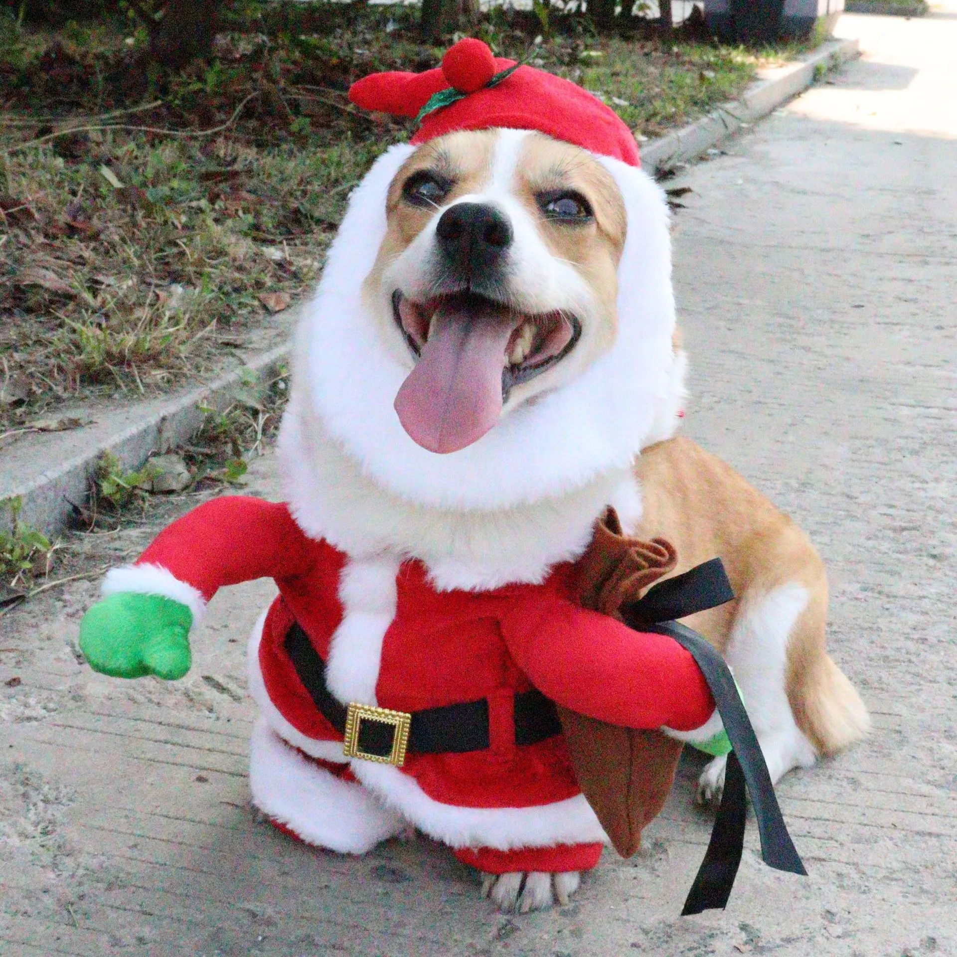 chihuahua christmas dress Christmas dress : r/Chihuahua