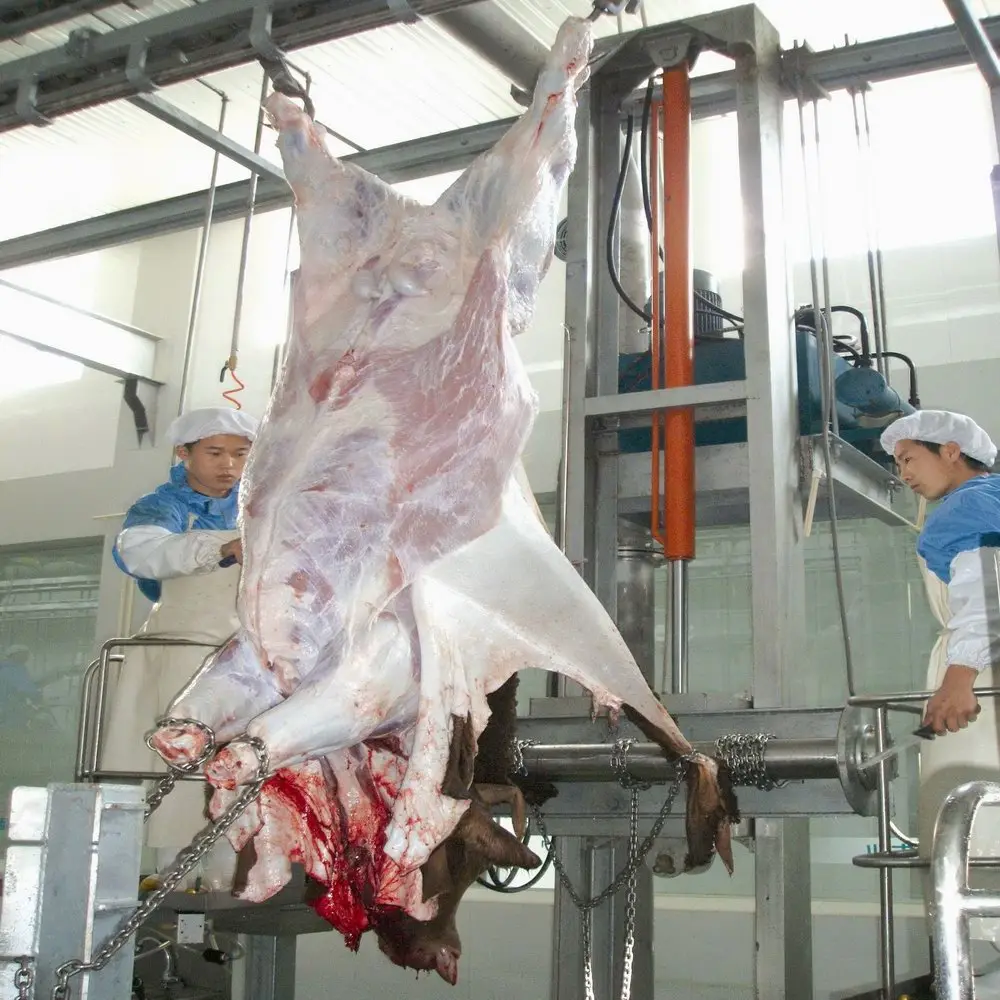 Beef production line halal slaughtering cow slaughtering equipment
