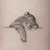 tigre