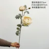 Yijing Ranunculus [Autumn White]