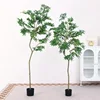 Arce verde de forma especial