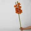 Jinxiu grande cymbidium faberi (arancione)