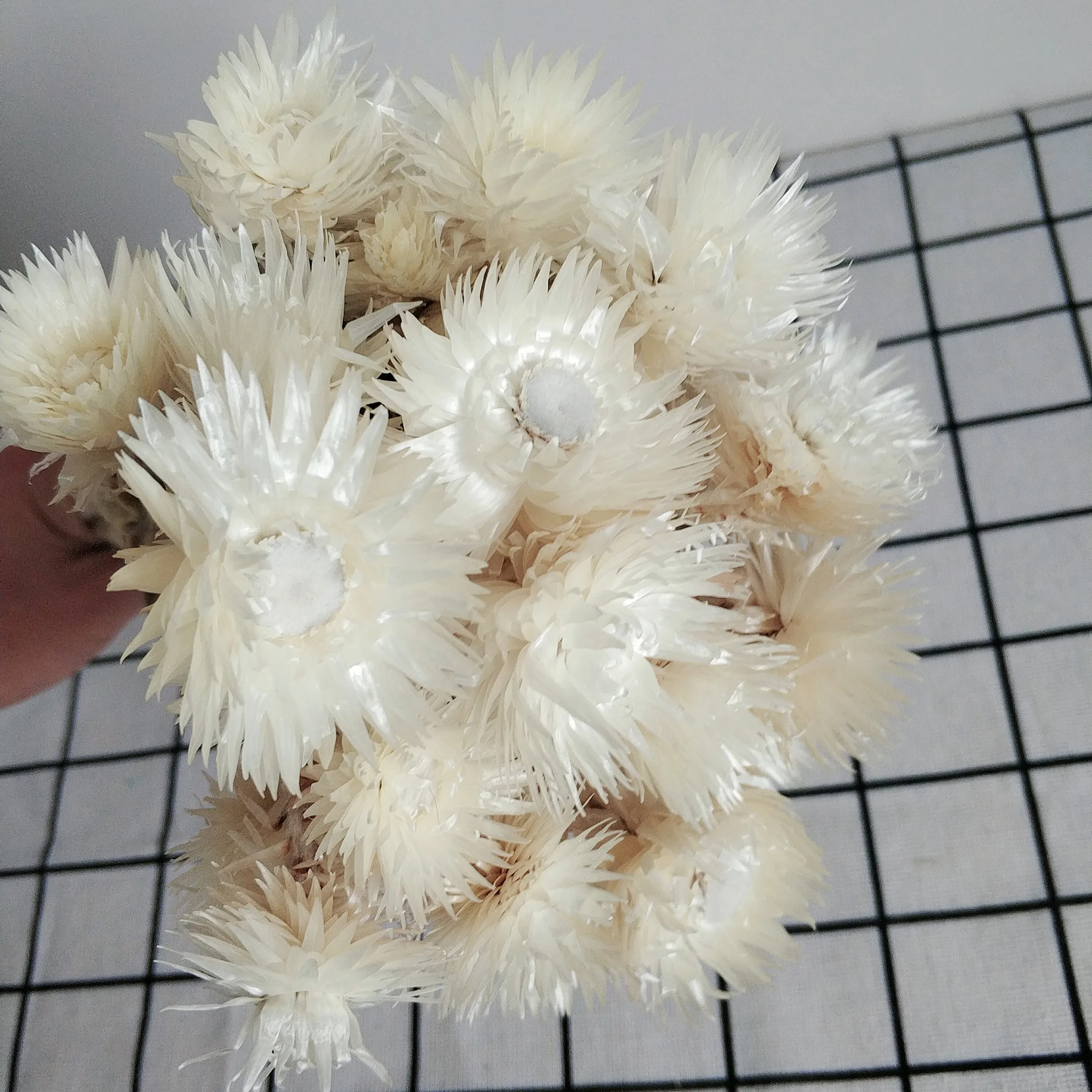 Wholesale Price Natural Dried Flowers Syncarpha Vestita Real