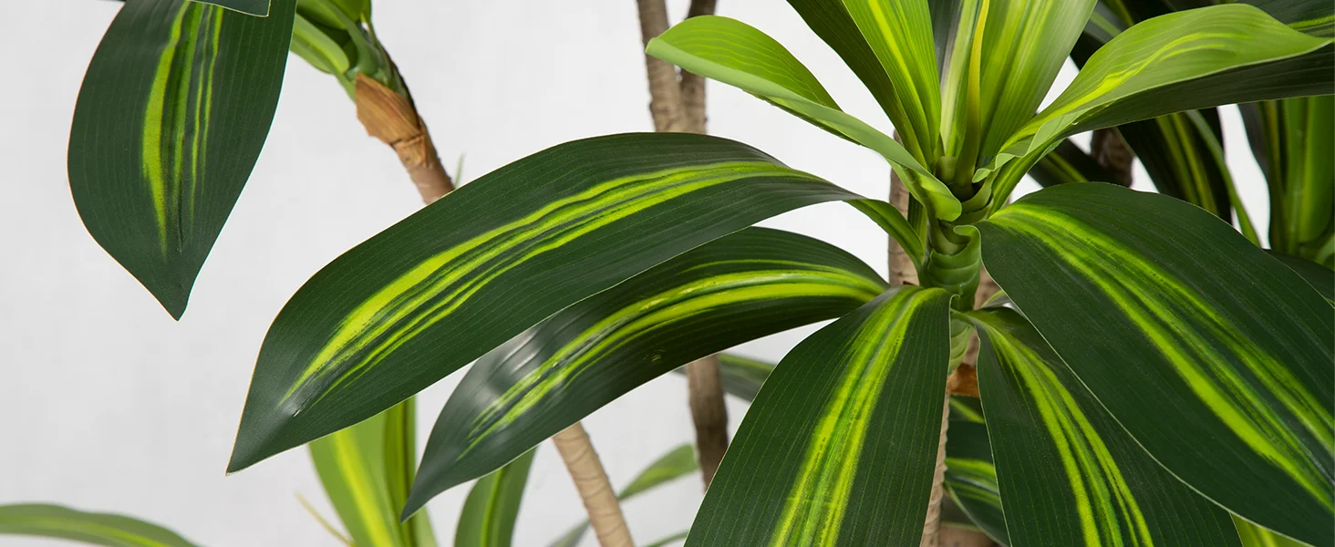 monstera adansonii indonesian mint Monstera Adansonii Indo Mint | Care Guide and Pro Tips - Delivery from  Toronto across Canada