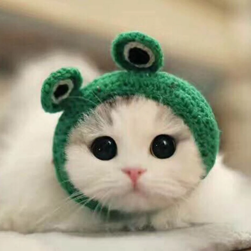 cats with frog hats