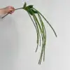 green carob beans
