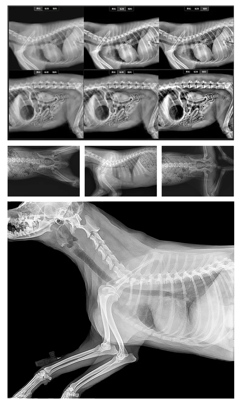 Veterinary Medical Digital X-ray Imaging System Radiography Xray ...