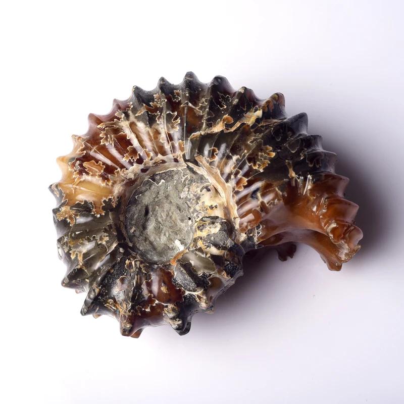 High Quality Natural Marisa Cornuarietis Ammonite Madagascar Specimen Decoration