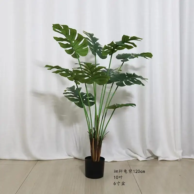 philodendron melonii variegata Philodendron Melanochrysum Variegata 4