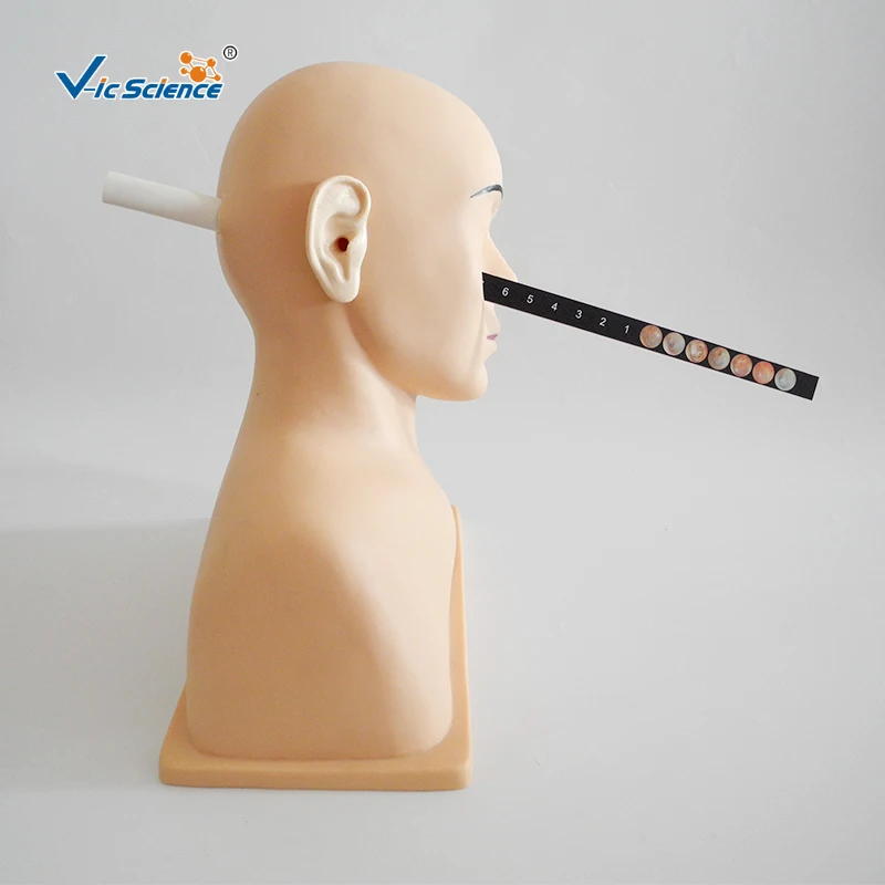 Advanced Ear Diagnostic Clinic  Training Ear Diagnostic Simulator for Medical Teaching