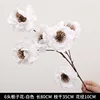 Six têtes blanches