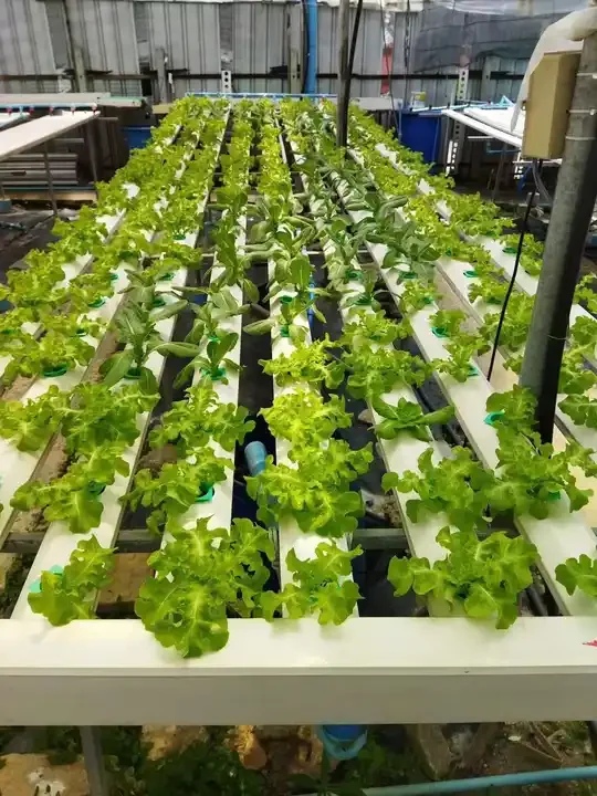 High Quality Vertical Hydroponic Nft System Nft Hydroponics Pvc Channel for Hydroponic