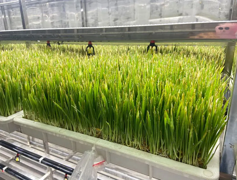Lyine Hydroponics Fodder System Vertical Hydroponic Shipping Container Farm Fodder Growing System for Animal Feeds
