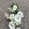 16 rig begonia