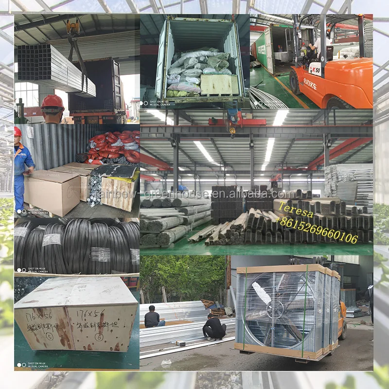 multispan tomato greenhouse