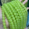 Grass Green
