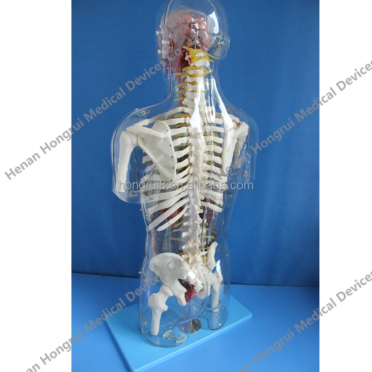 Human Transparent Anatomy Torso Model,Advanced Medical Anatomical Model ...