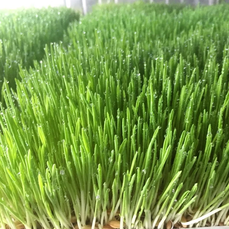 New Arrival Model Hydroponic Seeds Germinate Machine/green Fodder Making Barley Breeding Room/grass Bud