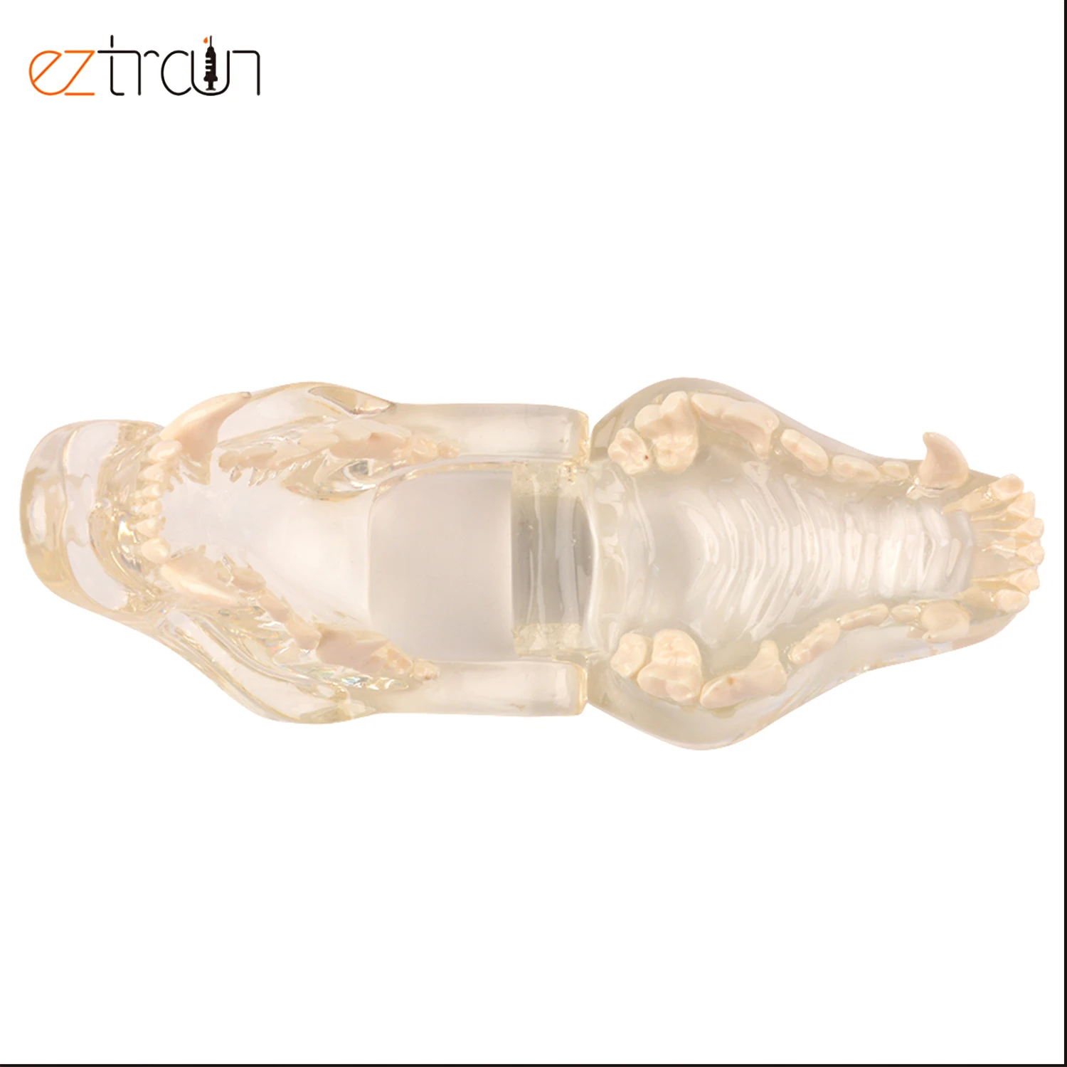 Собачья Стоматологическая модель зубного ряда для собак зубов прозрачная челюсть ветеринарная