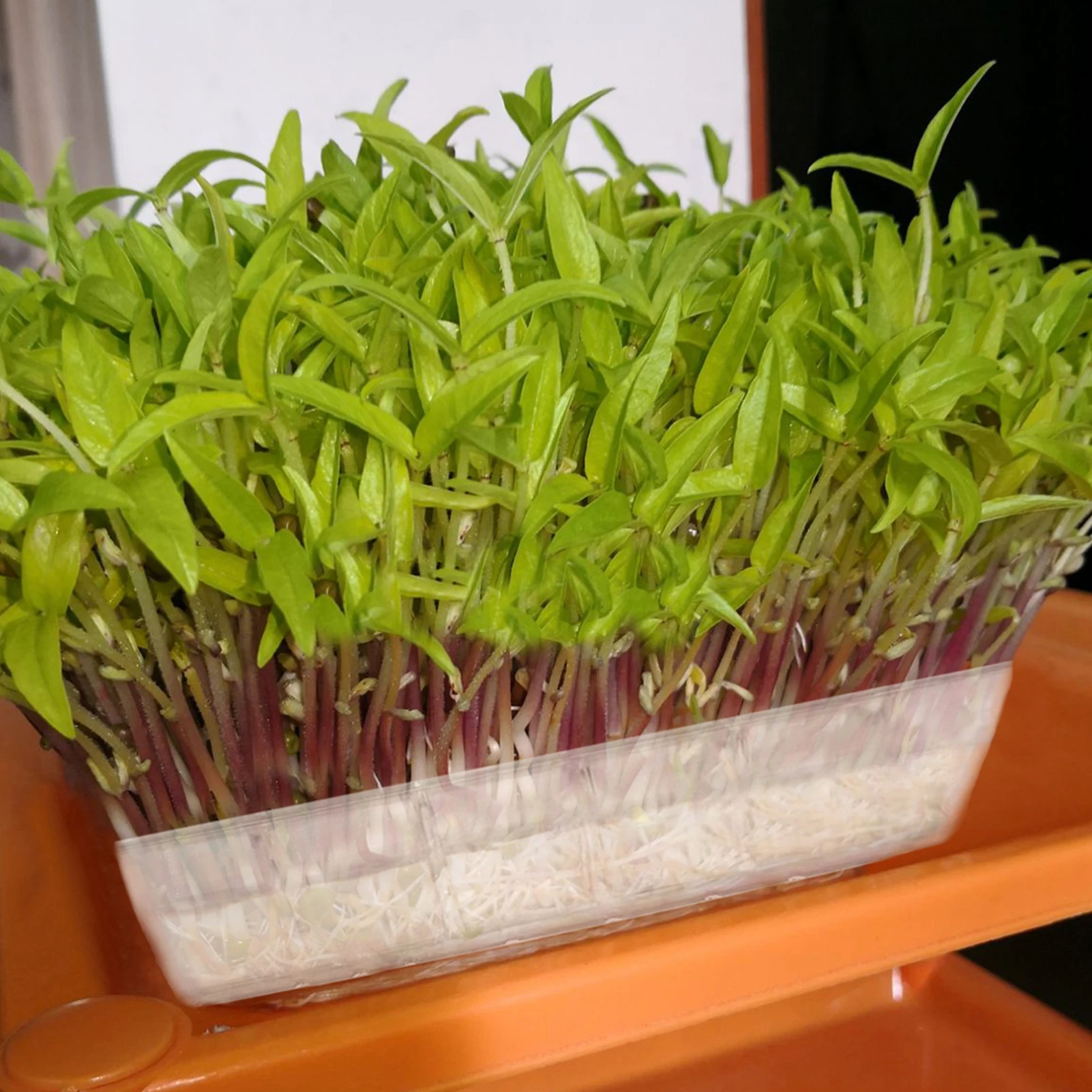 New White Transparent Agricultural Seedling Tray Plant Growing Tray Artificial Plastic Plants Tray for Garden