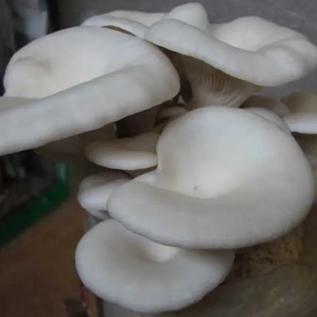Factory Direct Sales of High-quality Fresh oyster Mushrooms
