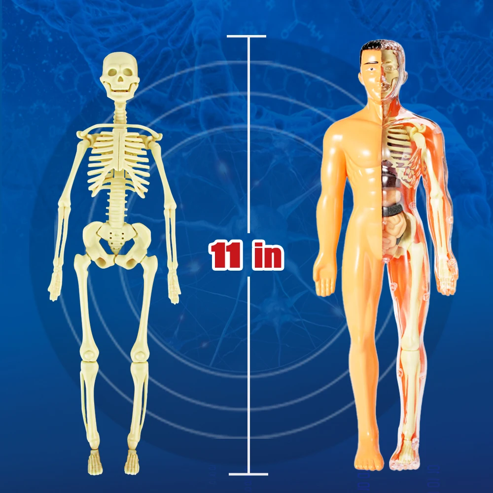 The Complete Human Body: the Definitive Visual Guide Human Body Model for Kids Resources Human Assembly Skeleton Body