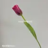 Tulipán único rojo vino