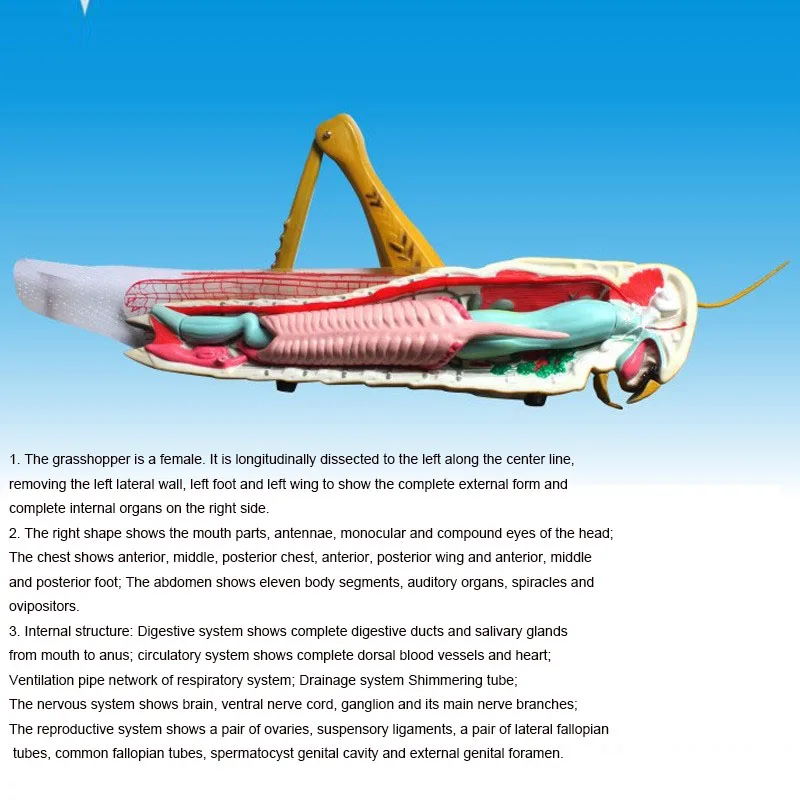 Insect Specimen Biology Locust Anatomy Model Disassembly Locust