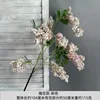 Sophora giapponese