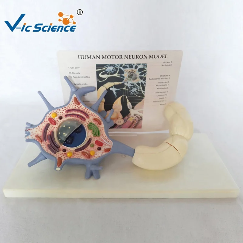 Human Anatomical Motor Neuron Model for Medical Teaching Medical Science Anatomical Enlarged Model for Nerve Physiology System