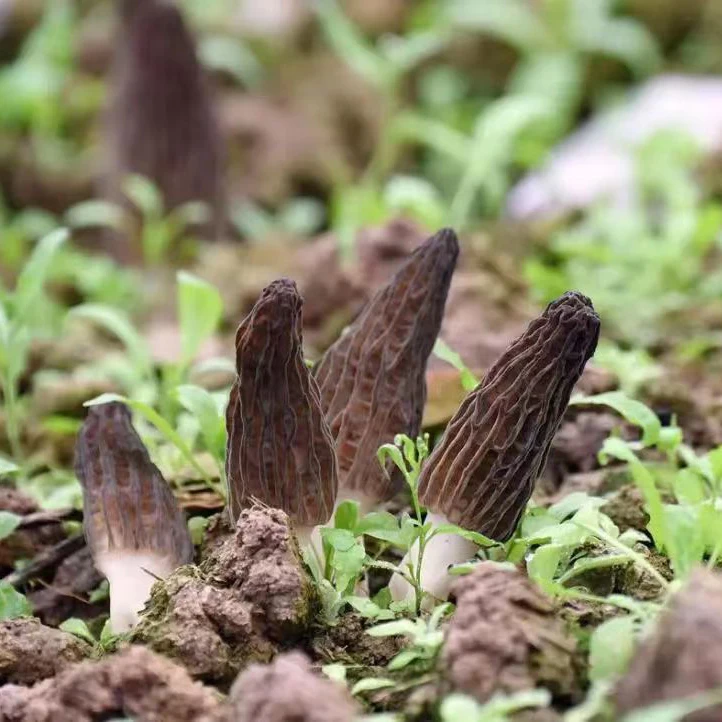 Wholesale Chinese Herbs Fungus Morchella Conica Black Dried Morel