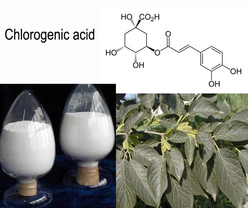 eucommia Ulmoides Chlorogenic acid 98%