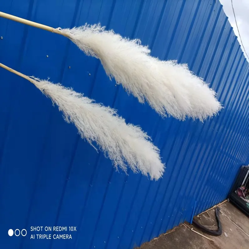 パンパスグラス、超特大5ほん Amazon｜LovPampas 5本の茎 パンパスグラス - 4フィート (48