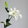 55cm rosa