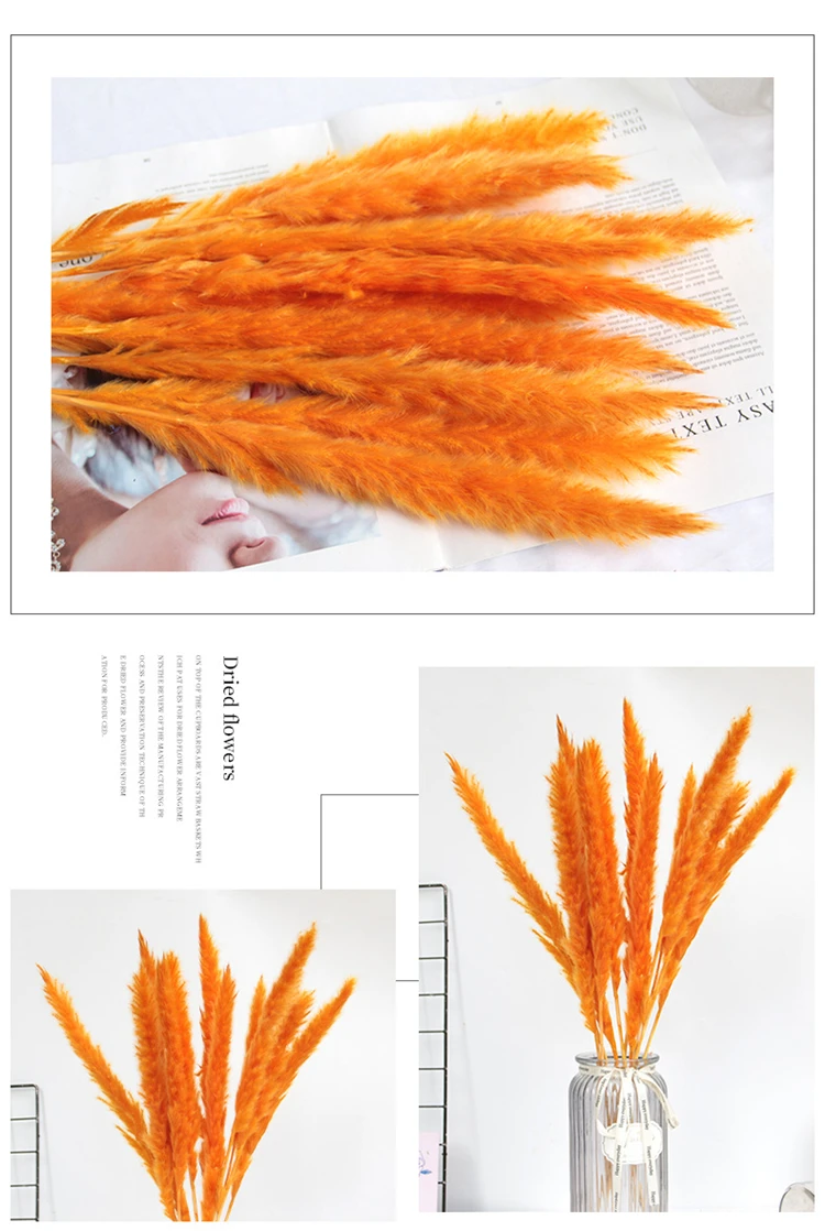 sz04205干结婚花短潘帕斯草粉色迷你花束pampas草蓬松亚马逊潘帕斯草