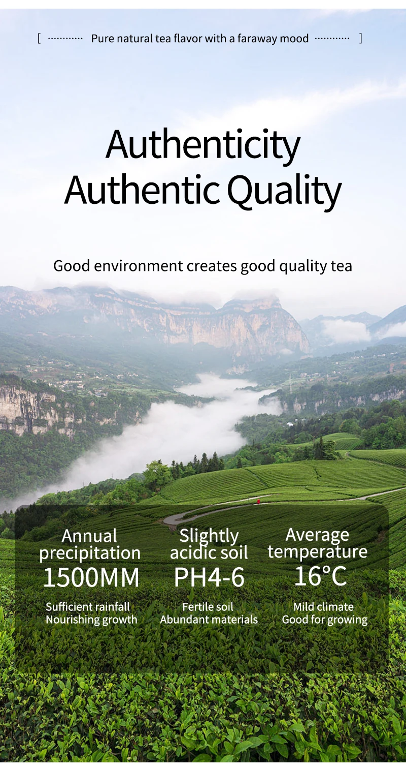 Oolong Tea Large Package Herbal Tea For Liver And Heart Restoring