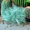 Pile de foin feu vert